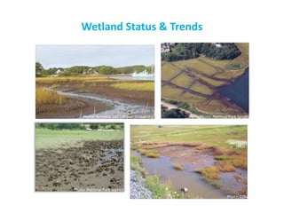 Wetland Status & Trends 
Photo: National Park Service 
Photo: National Park Service 
Photo: Bertness Lab – Brown University 
Photo: CZM  