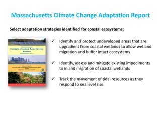 Massachusetts Climate Change Adaptation Report 
Identify and protect undeveloped areas that are upgradient from coastal wetlands to allow wetland migration and buffer intact ecosystems 
Identify, assess and mitigate existing impediments to inland migration of coastal wetlands 
Track the movement of tidal resources as they respond to sea level rise 
Select adaptation strategies identified for coastal ecosystems:  
