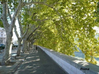 Roma 