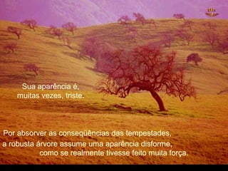 Por absorver as conseqüências das tempestades,Por absorver as conseqüências das tempestades,
Sua aparência é,Sua aparência é,
muitas vezes, triste.muitas vezes, triste.
a robusta árvore assume uma aparência disforme,a robusta árvore assume uma aparência disforme,
como se realmente tivesse feito muita força.como se realmente tivesse feito muita força.
.
 
