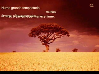 Numa grande tempestade,Numa grande tempestade,
muitasmuitas
árvores são arrancadas,árvores são arrancadas,mas o carvalho permanece firme.mas o carvalho permanece firme.
 