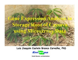 Gene expression analysis in storage root of cassava using microarray data