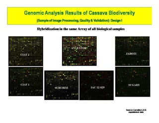 Gene expression analysis in storage root of cassava using microarray data