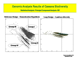 Gene expression analysis in storage root of cassava using microarray data
