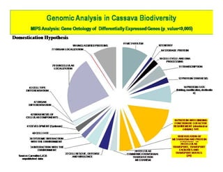 Gene expression analysis in storage root of cassava using microarray data