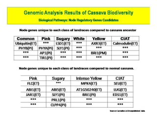 Gene expression analysis in storage root of cassava using microarray data