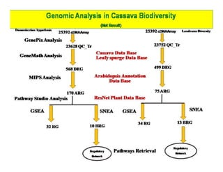 Gene expression analysis in storage root of cassava using microarray data