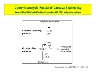 Gene expression analysis in storage root of cassava using microarray data