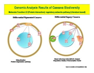 Gene expression analysis in storage root of cassava using microarray data