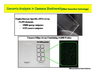 Gene expression analysis in storage root of cassava using microarray data