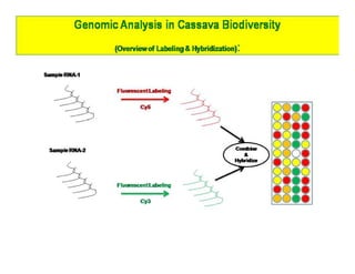 Gene expression analysis in storage root of cassava using microarray data