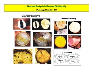 Gene expression analysis in storage root of cassava using microarray data