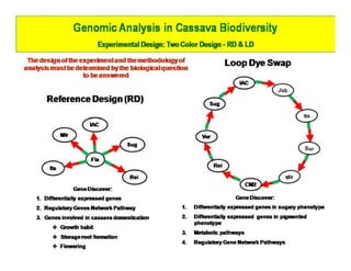 Gene expression analysis in storage root of cassava using microarray data