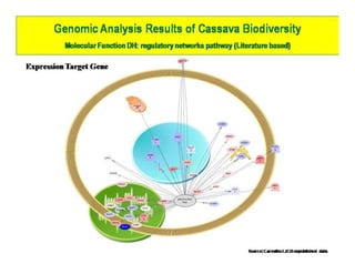 Gene expression analysis in storage root of cassava using microarray data