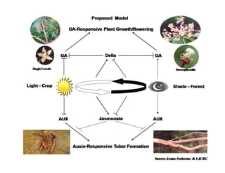 Gene expression analysis in storage root of cassava using microarray data