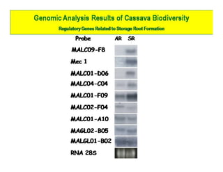 Gene expression analysis in storage root of cassava using microarray data