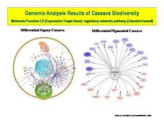 Gene expression analysis in storage root of cassava using microarray data
