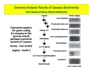Gene expression analysis in storage root of cassava using microarray data