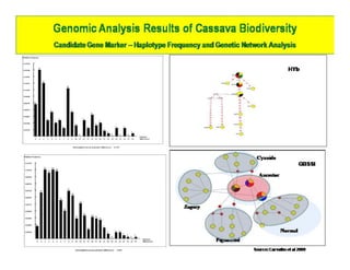 Gene expression analysis in storage root of cassava using microarray data