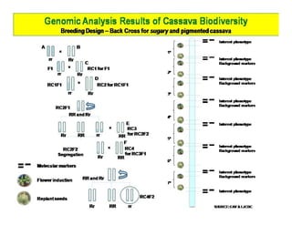 Gene expression analysis in storage root of cassava using microarray data