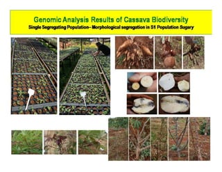 Gene expression analysis in storage root of cassava using microarray data