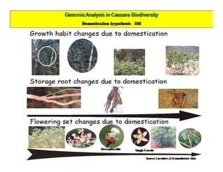 Gene expression analysis in storage root of cassava using microarray data