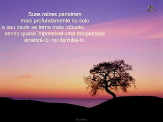 Suas raízes penetram mais profundamente no solo e seu caule se torna mais robusto,  sendo quase impossível uma tempestade arrancá-lo, ou derrubá-lo. . 