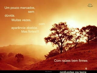 Um pouco marcados,  sem dúvida.  Muitas vezes,  com aparência abatida.  Mas fortes!!! Com raízes bem firmes  e profundas na terra. . 