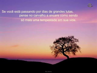 Se você está passando por dias de grandes lutas,  pense no carvalho e encare como sendo só mais uma tempestade em sua vida. 