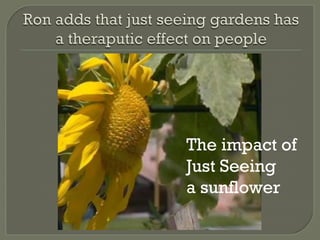 The impact of
Just Seeing
a sunflower
 
