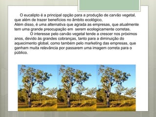 O eucalipto é a principal opção para a produção de carvão vegetal,
que além de trazer benefícios no âmbito ecológico,
Além disso, é uma alternativa que agrada as empresas, que atualmente
tem uma grande preocupação em serem ecologicamente corretas.
O interesse pelo carvão vegetal tende a crescer nos próximos
anos, devido às grandes cobranças, tanto para a diminuição do
aquecimento global, como também pelo marketing das empresas, que
ganham muita relevância por passarem uma imagem correta para o
público.
 