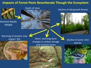Causes and Ecosystem Impacts of Invasive Species: Spotlight on Forest ...