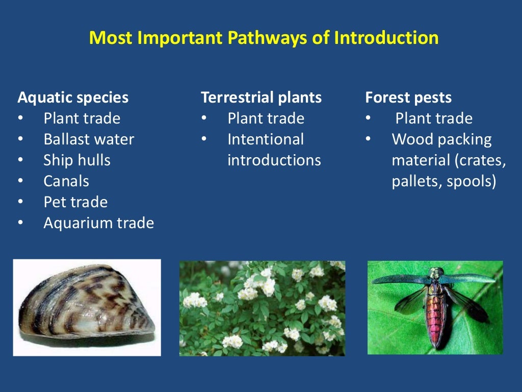 Causes and Ecosystem Impacts of Invasive Species Spotlight on Forest…