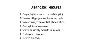 Caryophyllaceae.pptx