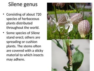 Silene genus
• Consisting of about 720
species of herbaceous
plants distributed
throughout the world.
• Some species of Silene
stand erect; others are
spreading or cushion
plants. The stems often
are covered with a sticky
material to which insects
may adhere.
Silene vulgaris
 