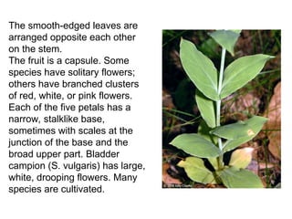 The smooth-edged leaves are
arranged opposite each other
on the stem.
The fruit is a capsule. Some
species have solitary flowers;
others have branched clusters
of red, white, or pink flowers.
Each of the five petals has a
narrow, stalklike base,
sometimes with scales at the
junction of the base and the
broad upper part. Bladder
campion (S. vulgaris) has large,
white, drooping flowers. Many
species are cultivated.
 