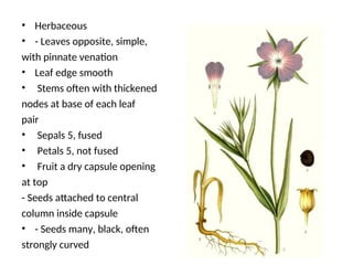 • Herbaceous
• - Leaves opposite, simple,
with pinnate venation
• Leaf edge smooth
• Stems often with thickened
nodes at base of each leaf
pair
• Sepals 5, fused
• Petals 5, not fused
• Fruit a dry capsule opening
at top
- Seeds attached to central
column inside capsule
• - Seeds many, black, often
strongly curved
 