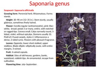 Saponaria genus
Soapwort- Saponaria officinalis
Growing form: Perennial herb. Rhizomatous. Forms
stands.
Height: 30–90 cm (12–35 in.). Stem sturdy, usually
glabrous, sometimes finely haired.
Flower: Corolla regular (actinomorphic), pink–lilac–
white, broad; petals 5 or many, entire, with notched
or ragged tips. Corona small. Calyx narrowly round, 5-
lobed, violet, without epicalyx. Stamens usually 10.
Pistil of 2 fused carpels, styles 2. Inflorescence a
dense, 2-sided cyme. Flowers with pleasant fragrance.
Leaves: Opposite, lower short-stalked, upper
stalkless. Blade elliptic–elliptically ovate, with entire
margins, 3-veined.
Fruit: 4-valved capsule.
Habitat: Sites of old houses, gardens, banks,
wasteland, rubbish tips. An ornamental, escape from
cultivation.
Flowering time: July–September.
 