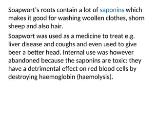 Soapwort’s roots contain a lot of saponins which
makes it good for washing woollen clothes, shorn
sheep and also hair.
Soapwort was used as a medicine to treat e.g.
liver disease and coughs and even used to give
beer a better head. Internal use was however
abandoned because the saponins are toxic: they
have a detrimental effect on red blood cells by
destroying haemoglobin (haemolysis).
 