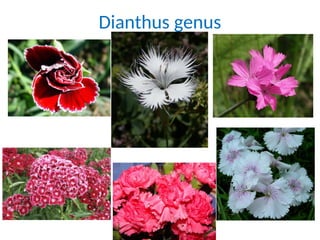 Dianthus genus
 