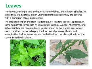 Leaves
The leaves are simple and entire, or variously lobed, and without stipules. As
a rule they are glabrous, but in Chenopodium especially they are covered
with a glandular, mealy pubescence.
The arrangement on the stem is alternate, or, in a few species, opposite. In
some halophytic forms such as Sarcobatus, Salsola, Suaeda, Allenrolfea, and
Salicornia they are much reduced in size, linear, or even scale-like. In such
cases the stems perform largely the function of photosynthesis, and
transpiration is slow, to correspond with the slow root absorption from the
concentrated soil solution.
 