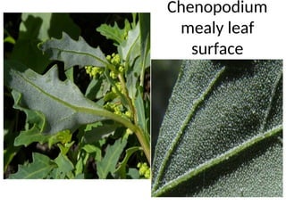 Chenopodium
mealy leaf
surface
 