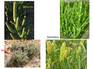 Salicornia
Sarcobatus
Salsola
 
