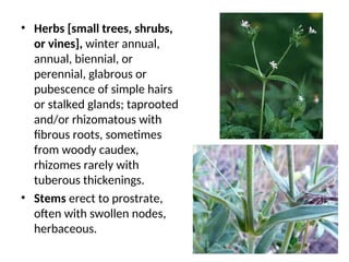 • Herbs [small trees, shrubs,
or vines], winter annual,
annual, biennial, or
perennial, glabrous or
pubescence of simple hairs
or stalked glands; taprooted
and/or rhizomatous with
fibrous roots, sometimes
from woody caudex,
rhizomes rarely with
tuberous thickenings.
• Stems erect to prostrate,
often with swollen nodes,
herbaceous.
 