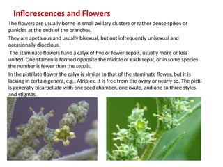 Inflorescences and Flowers
The flowers are usually borne in small axillary clusters or rather dense spikes or
panicles at the ends of the branches.
They are apetalous and usually bisexual, but not infrequently unisexual and
occasionally dioecious.
The staminate flowers have a calyx of five or fewer sepals, usually more or less
united. One stamen is formed opposite the middle of each sepal, or in some species
the number is fewer than the sepals.
In the pistillate flower the calyx is similar to that of the staminate flower, but it is
lacking in certain genera, e.g., Atriplex. It is free from the ovary or nearly so. The pistil
is generally bicarpellate with one seed chamber, one ovule, and one to three styles
and stigmas.
 