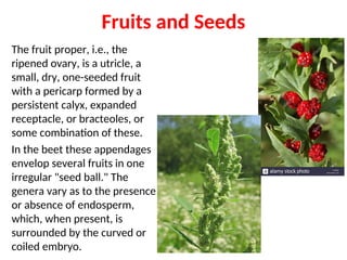 Fruits and Seeds
The fruit proper, i.e., the
ripened ovary, is a utricle, a
small, dry, one-seeded fruit
with a pericarp formed by a
persistent calyx, expanded
receptacle, or bracteoles, or
some combination of these.
In the beet these appendages
envelop several fruits in one
irregular "seed ball." The
genera vary as to the presence
or absence of endosperm,
which, when present, is
surrounded by the curved or
coiled embryo.
 