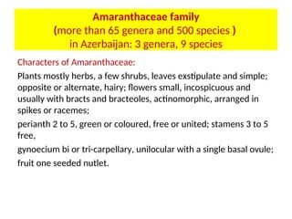 Amaranthaceae family
(more than 65 genera and 500 species )
in Azerbaijan: 3 genera, 9 species
Characters of Amaranthaceae:
Plants mostly herbs, a few shrubs, leaves exstipulate and simple;
opposite or alternate, hairy; flowers small, incospicuous and
usually with bracts and bracteoles, actinomorphic, arranged in
spikes or racemes;
perianth 2 to 5, green or coloured, free or united; stamens 3 to 5
free,
gynoecium bi or tri-carpellary, unilocular with a single basal ovule;
fruit one seeded nutlet.
 