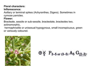 Floral characters:
Inflorescence:
Axillary or terminal spikes (Achyranthes, Digera). Sometimes in
cymose panicles.
Flower:
Bracteate, sessile or sub-sessile, bracteolate, bracteoles two,
actinomorphic,
hermaphrodite or unisexual hypogynous, small inconspicuous, green
or variously coloured.
 