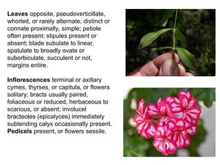 Leaves opposite, pseudoverticillate,
whorled, or rarely alternate, distinct or
connate proximally, simple; petiole
often present; stipules present or
absent; blade subulate to linear,
spatulate to broadly ovate or
suborbiculate, succulent or not,
margins entire.
Inflorescences terminal or axillary
cymes, thyrses, or capitula, or flowers
solitary; bracts usually paired,
foliaceous or reduced, herbaceous to
scarious, or absent; involucel
bracteoles (epicalyces) immediately
subtending calyx occasionally present.
Pedicels present, or flowers sessile.
 