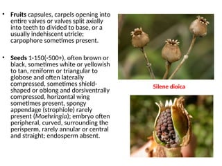 • Fruits capsules, carpels opening into
entire valves or valves split axially
into teeth to divided to base, or a
usually indehiscent utricle;
carpophore sometimes present.
• Seeds 1-150(-500+), often brown or
black, sometimes white or yellowish
to tan, reniform or triangular to
globose and often laterally
compressed, sometimes shield-
shaped or oblong and dorsiventrally
compressed, horizontal wing
sometimes present, spongy
appendage (strophiole) rarely
present (Moehringia); embryo often
peripheral, curved, surrounding the
perisperm, rarely annular or central
and straight; endosperm absent.
Silene dioica
 